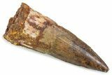 Fossil Spinosaurus Tooth - Real Dinosaur Tooth #374008-1